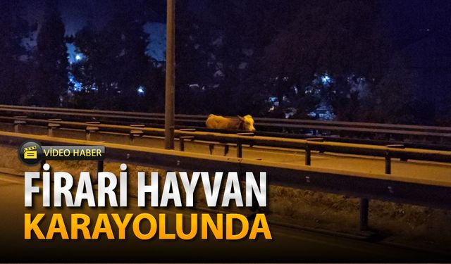 FİRARİ HAYVAN YAKALANDI