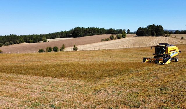 KASTAMONU'DA KARABUĞDAY HASADINA BAŞLANDI