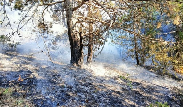 KASTAMONU'DAKİ ORMAN YANGINI BÜYÜMEDEN SÖNDÜRÜLDÜ