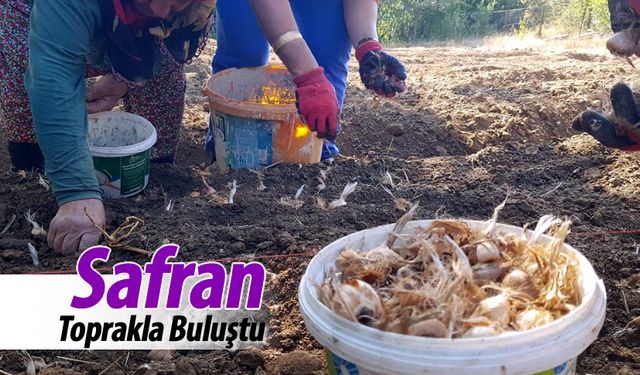 SAFRAN TOPRAKLA BULUŞTU