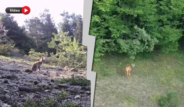 YABANİ HAYVANLAR FOTOKAPANLA GÖRÜNTÜLENDİ