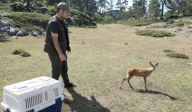 YARALI KARACA TEDAVİDEN SONRA DOĞAYA SALINDI