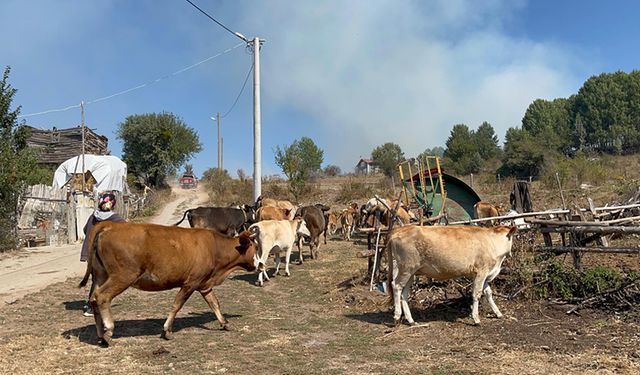 YENİDEN ALEVLENEN YANGINDA VATANDAŞLAR HAYVANLARI GÜVENLİ ALANA TAŞIDI