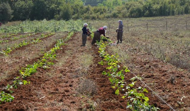 TEŞVİKLE BAŞLADI, 80 TON HADAT BEKLİYOR