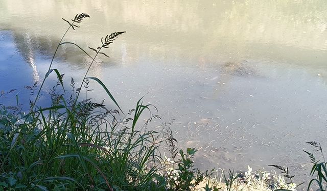 BARTIN IRMAĞINDAKİ BALIK ÖLÜMLERİNE İNCELEME BAŞLATILDI