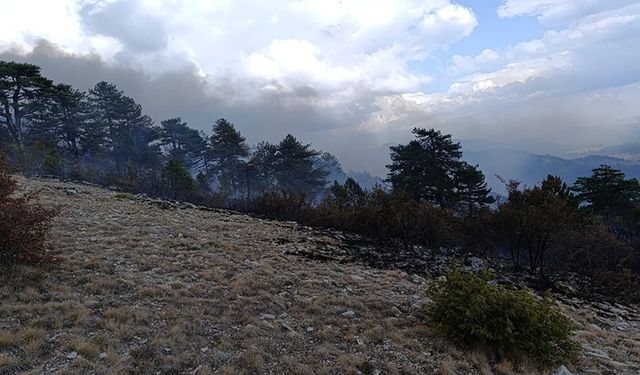 BOLU'DA ÖRTÜ YANGINI ORMANA SIÇRAMADAN SÖNDÜRÜLDÜ