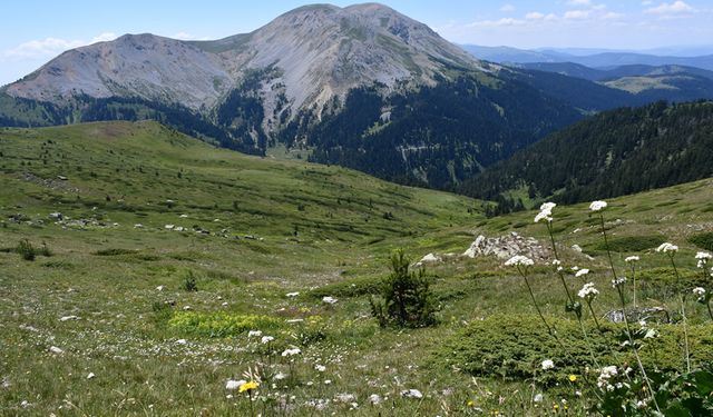 ILGAZ DAĞLARI HAYVANCILIKLA UĞRAŞAN VATANDAŞLARIN GEÇİM KAYNAĞI