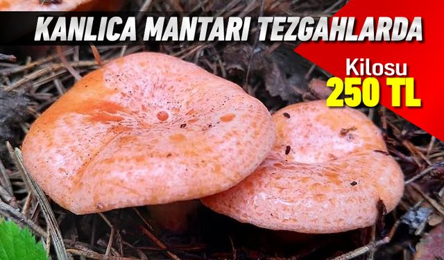 KANLICA MANTARI 250 LİRADAN TEZGAHLARDA