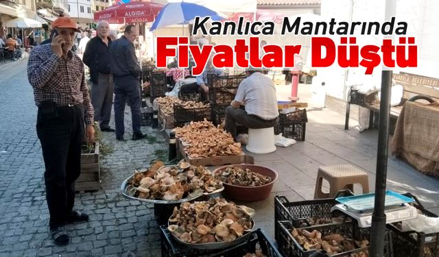 KANLICA MANTARINDA FİYAT DÜŞTÜ