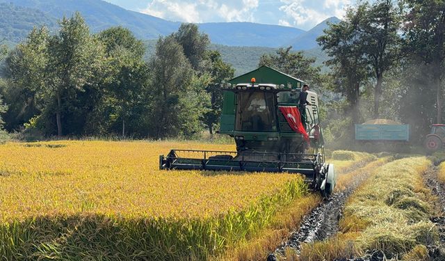 KASTAMONU'DA ÇELTİK HASADI DUALARLA BAŞLADI