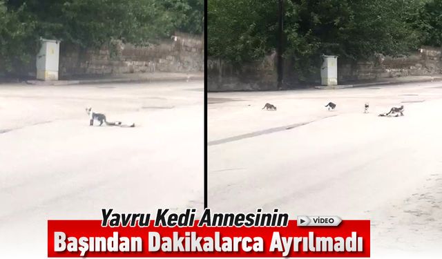 YAVRU KEDİ ÖLEN ANNESİNİN BAŞINDAN AYRILMADI