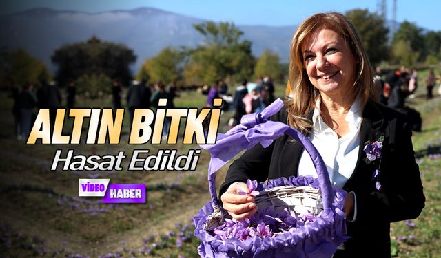 ALTIN BİTKİ 'SAFRAN'DA HASAT ZAMANI