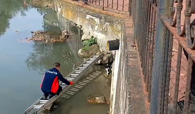 ALAPLI'DA ÇAYA DÜŞEN KEDİYİ İTFAİYE KURTARDI