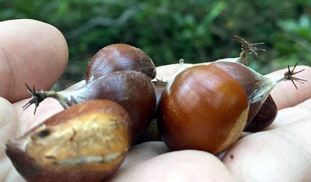 BARTIN'DA KESTANE HASADINA BAŞLANDI