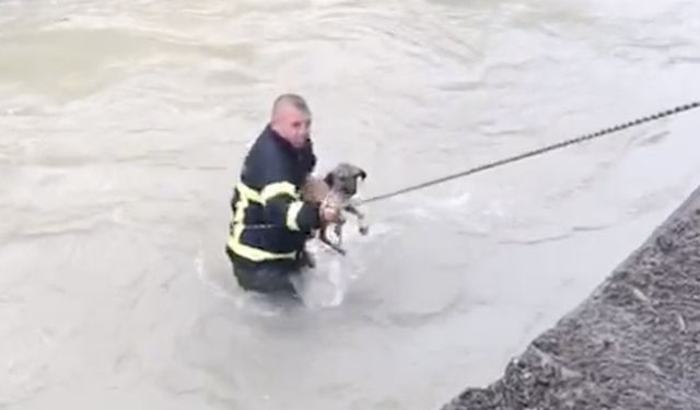 DEREYE DÜŞEN KÖPEĞİ İTFAİYE SON ANDA KURTARDI