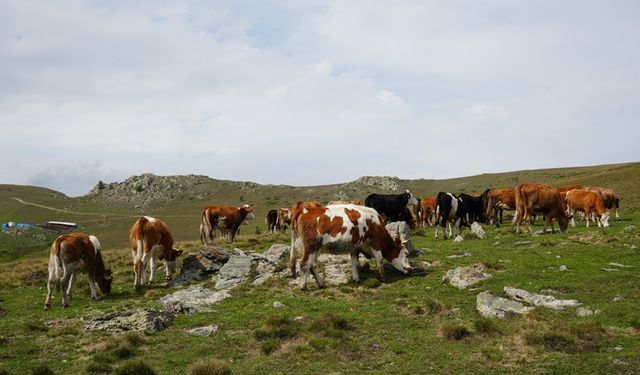 KASTAMONU YAYLALARI GEÇİM KAYNAKLARI OLDU