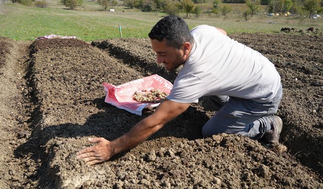 KASTAMONU'DA 12 DEKAR ALANA SAHLEP DİKİMİ BAŞLANDI