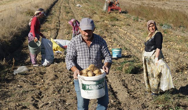 KASTAMONU'DA PATATES AİLELERİN GEÇİM KAYNAĞI OLDU