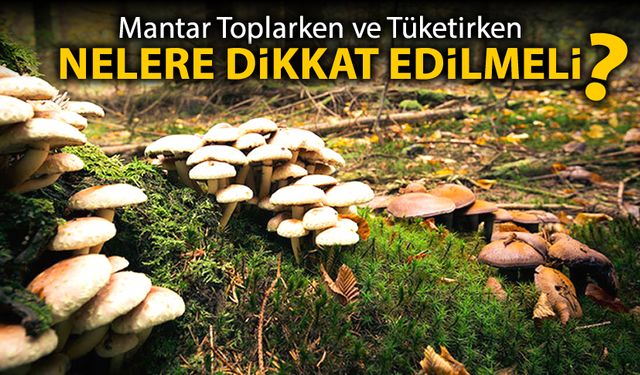 MANTAR TOPLARKEN VE TÜKETİRKEN DİKKAT!