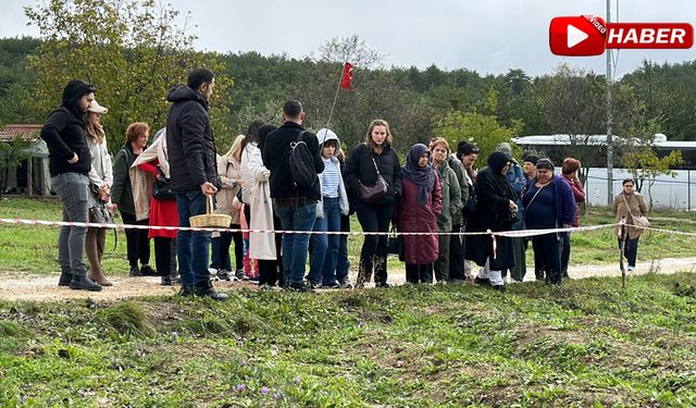 SAFRAN TARLALARINDA HAFTA SONU YOĞUNLUĞU