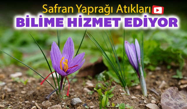 SAFRAN YAPRAĞI ATIKLARI BİLİME HİZMET EDİYOR