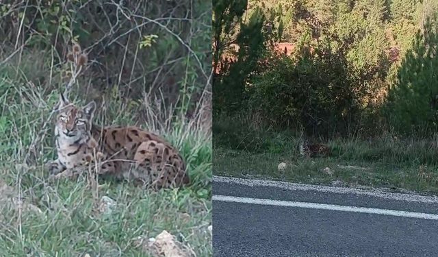 NESLİ TÜKENMEKTE OLAN VAŞAK KAMERALARA YANSIDI