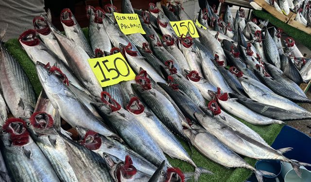 ZONGULDAK'TA PALAMUTUN FİYATI DÜŞTÜ