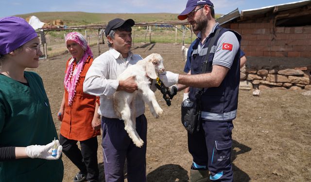 AŞISI OLMAYAN HAYVANA SAHİP ÇİFTÇİ DESTEK ALAMAYACAK