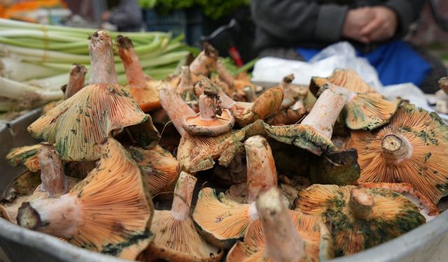 BOLU İL SAĞLIK MÜDÜRÜNDEN MANTAR ZEHİRLENMELERİNE KARŞI KRİTİK UYARI