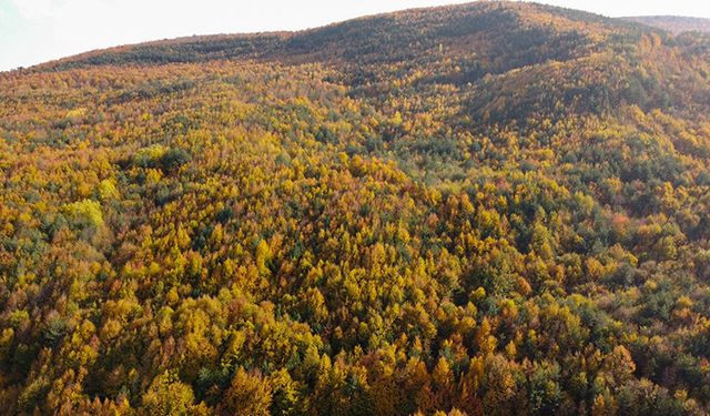 BOLU'DA SONBAHAR CÜMBÜŞÜ