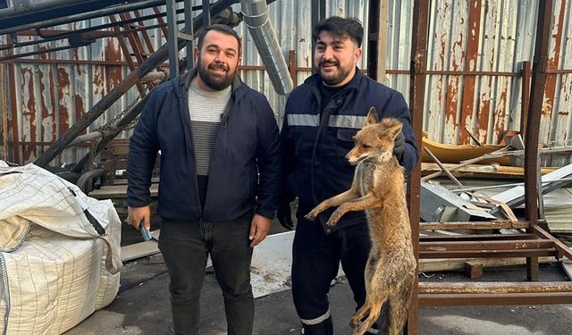 ALAPLI'DA TİLKİ KÖPEKLERİN SALDIRISINA UĞRADI