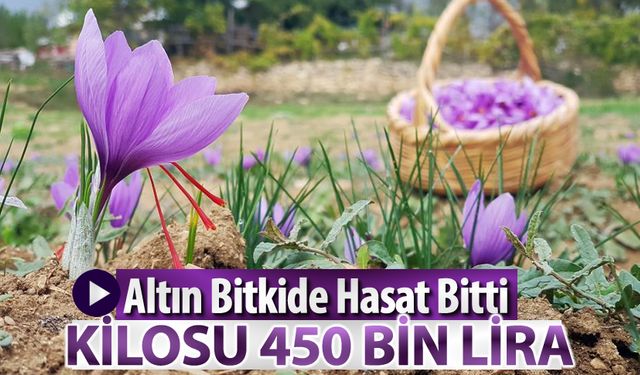 ALTIN BİTKİDE YENİ ÜRÜN 450 BİN LİRADAN SATILACAK