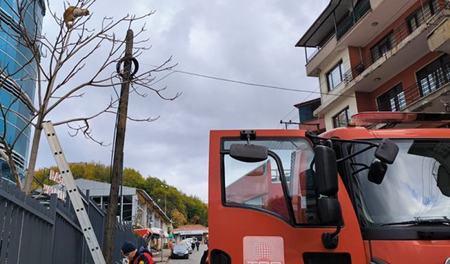 ZONGULDAK'TA AĞAÇTA MAHSUR KALAN KEDİYİ İTFAİYE KURTARDI