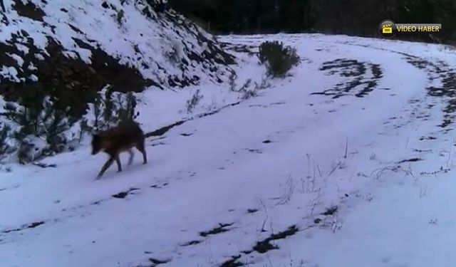 ILGAZ DAĞINDA YABAN HAYATI FOTOKAPANLA GÖRÜNTÜLENDİ