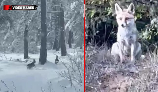 KARABÜK'TE KARACA VE TİLKİ GÖRÜNTÜLENDİ