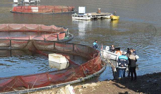 KASTAMONU'DA TÜRK SOMONU HASADI BAŞLADI