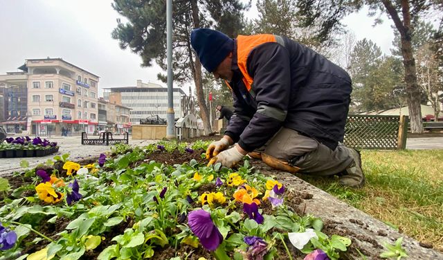 TAŞKÖPRÜ BELEDİYESİ 60 BİN KIŞLIK ÇİÇEK DİKTİ