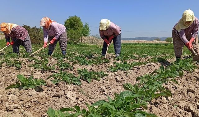 ÇAYCUMA'DA ÇİFTÇİLERE EĞİTİM VERİLDİ