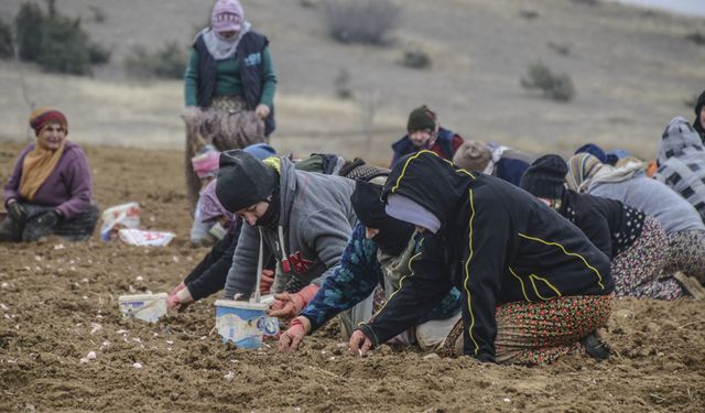 TAŞKÖPRÜ'DE SARIMSAK EKİMİ BAŞLADI