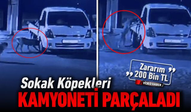 SOKAK KÖPEKLERİ KAMYONETİ PARÇALADI