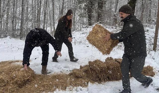 YENİCE'DE YABAN HAYVANLARI İÇİN YEM BIRAKILDI
