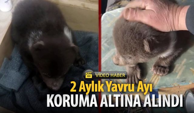 2 AYLIK YAVRU AYI KORUMA ALTINA ALINDI