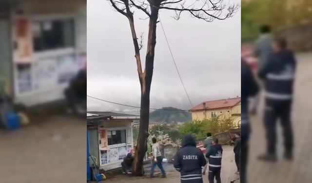 AMASRA'NIN SEMBOLÜ AĞLAYAN AĞAÇ KESİLDİ