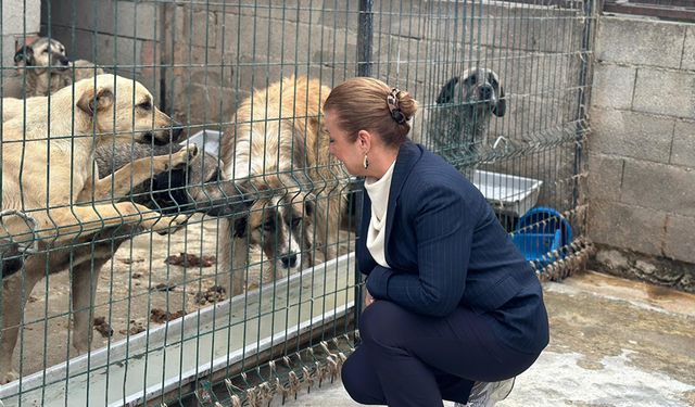 BAŞKAN KÖSE SOKAK HAYVANLARINA DUYARLI ZİYARET