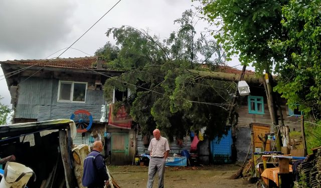 RÜZGARDA DEVRİLEN AĞAÇ EVE HASAR VERDİ