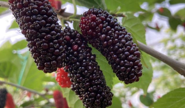 MUCİZE BESİN: KARADUT
