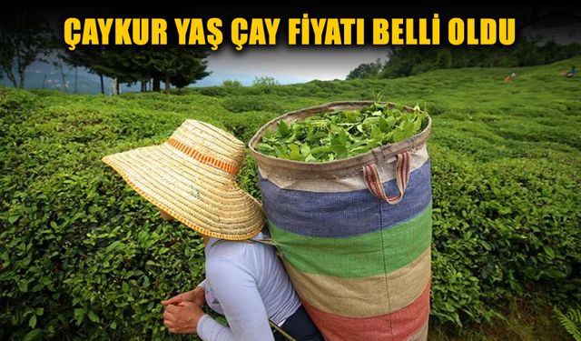 2025 YILI YAŞ ÇAY FİYATI BELLİ OLDU