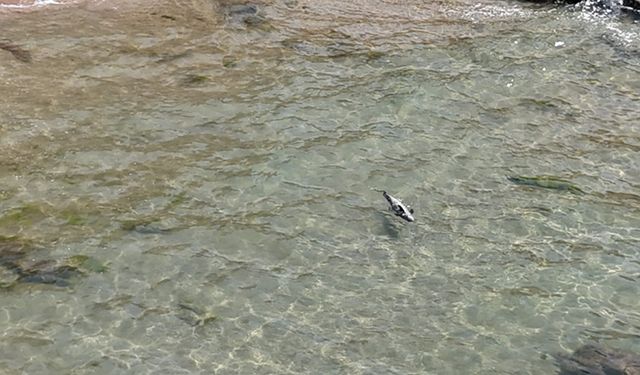 AMASRA'DA YARALI YUNUS KARAYA VURDU