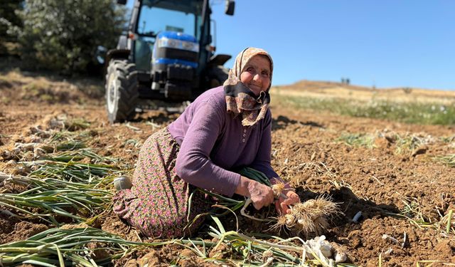 TAŞKÖPRÜ SARIMSAĞINDA HASAT ZAMANI