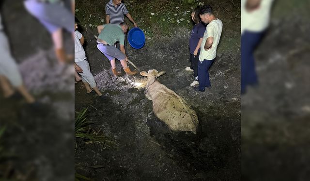 ZONGULDAK'TA KAYBOLAN İNEK BATAKLIKTA BULUNDU